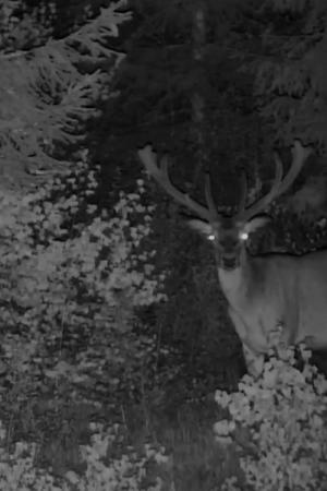 La nuit d'à côté (2024)