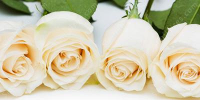 rose blanche films