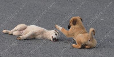 chien heurté par une voiture films