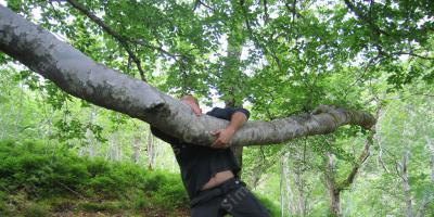tomber d&#039;un arbre films