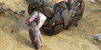 tuer un serpent films