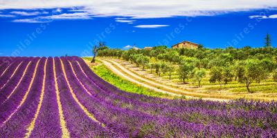 Provence films