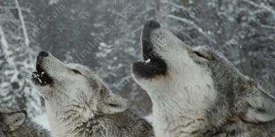 sifflement de loup films