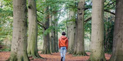 marcher dans les bois films