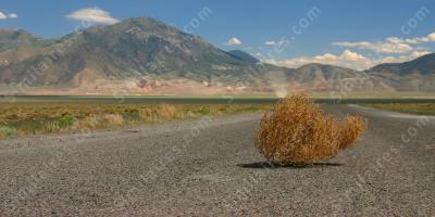 tumbleweed films