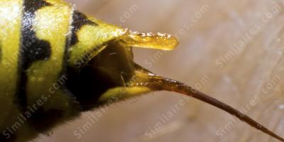 piqûre d&#039;abeille films