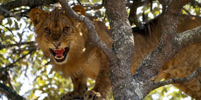 tueurs des animaux films