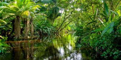 la forêt Amazonienne films