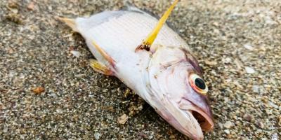 poisson mort films