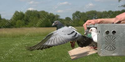 Pigeon voyageur films