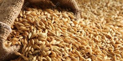 grain films