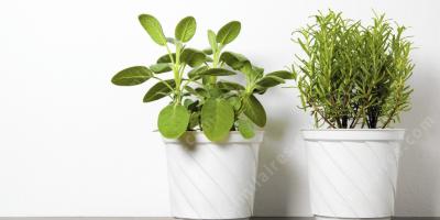 plante en pot films
