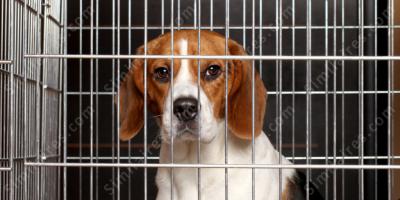 cage à animaux films