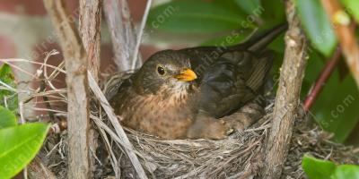 le nid d&#039;oiseau films