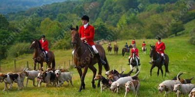 chasse au renard films
