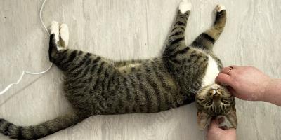 tuer un chat films
