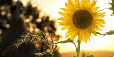 tournesol films