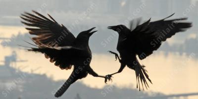 se battre dans les airs films