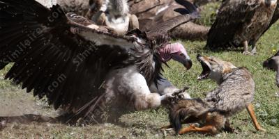 attaque d&#039;oiseau films