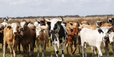 collecte de bétail films