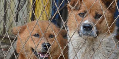 cruauté envers les animaux films