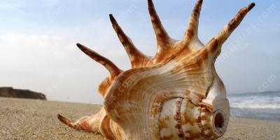 coquillage films