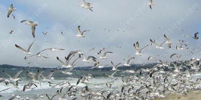 vol d&#039;oiseaux films
